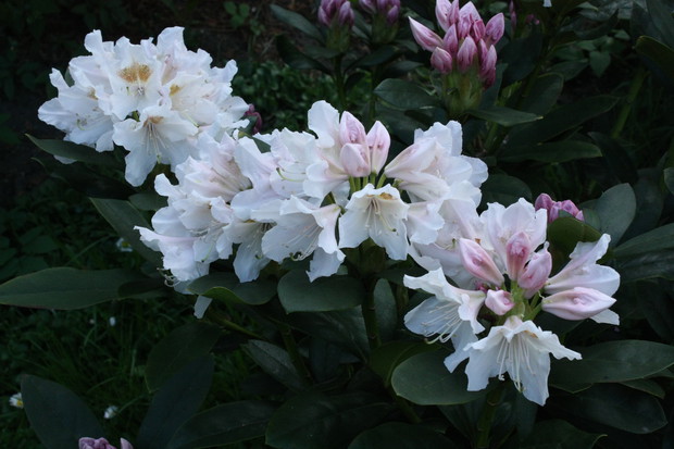 Rododendron 3.