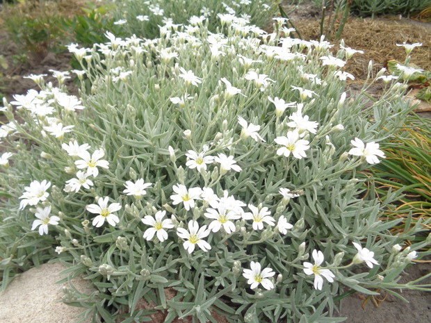 Rogownica kutnerowata.