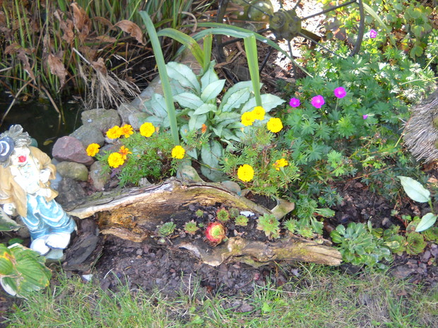 Rojniki w pniu z drewna.