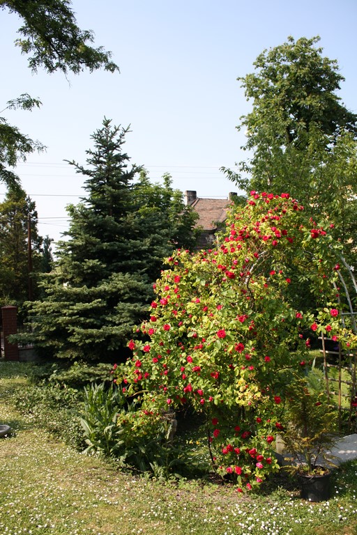 Róża pnąca się po mojej pergoli