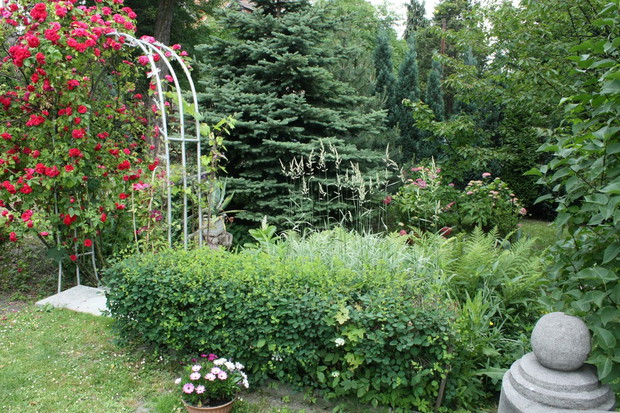 Róża pnąca, trawa ozdobna i hortensje w tle... 