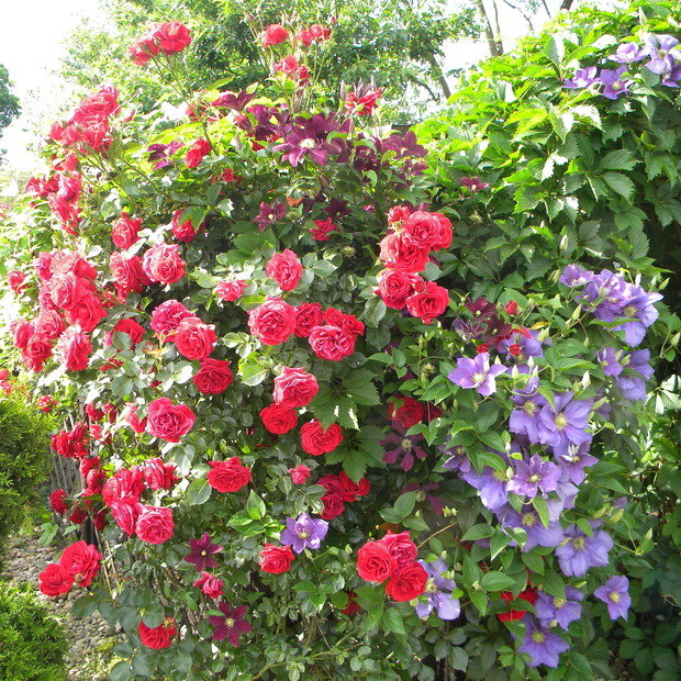 Róża w towarzystwie powojników: Warszawskiej Nike i Generała Sikorskiego.