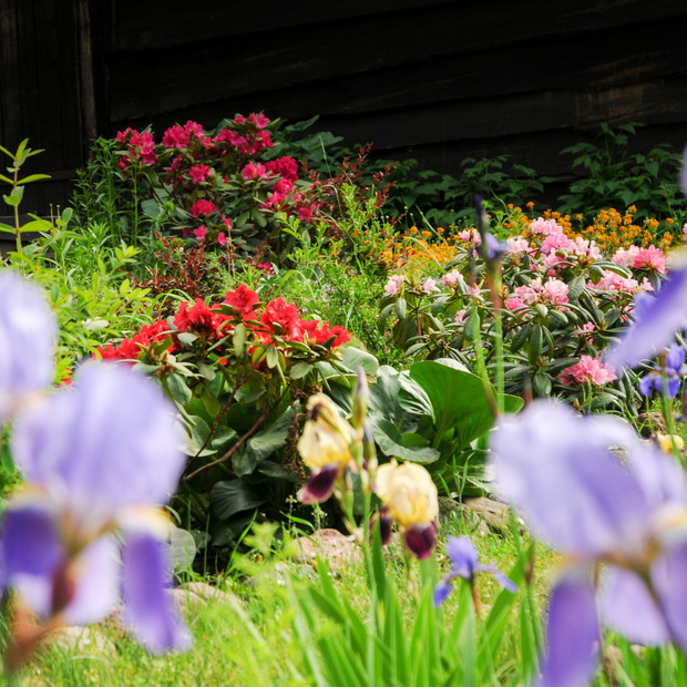 rzut na rododendrony 