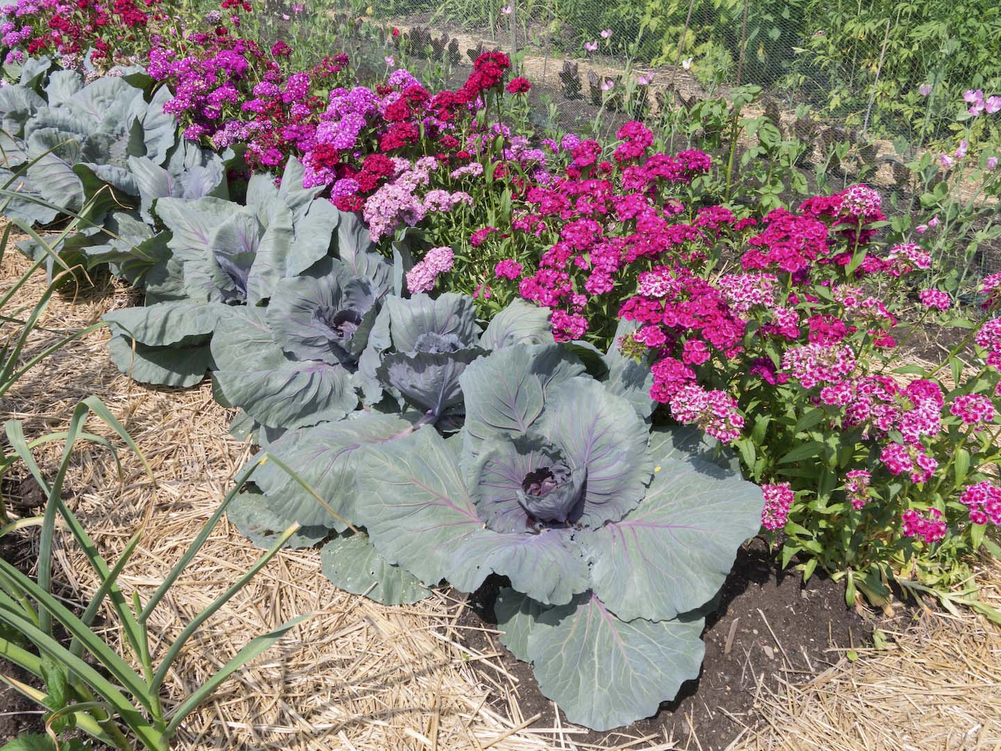 Sałata na rabacie? Czemu nie! Wiele odmian np. sałaty z wielkimi liśćmi doskonale uzupełnia nieszablonowe aranżacje (zdj.: Fotolia.com)