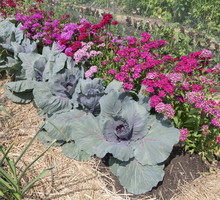 Sałata na rabacie? Czemu nie! Wiele odmian np. sałaty z wielkimi liśćmi doskonale uzupełnia nieszablonowe aranżacje (zdj.: Fotolia.com)