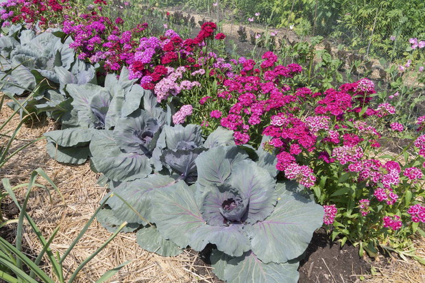 Sałata na rabacie? Czemu nie! Wiele odmian np. sałaty z wielkimi liśćmi doskonale uzupełnia nieszablonowe aranżacje (zdj.: Fotolia.com)