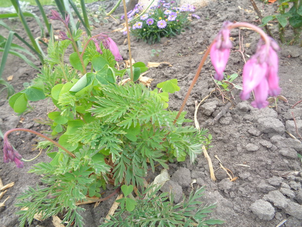 Serduszczka wspaniała w połączeniu ze szczawikiem.