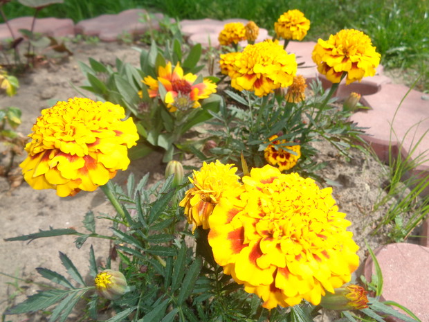 Słoneczne aksamitki.