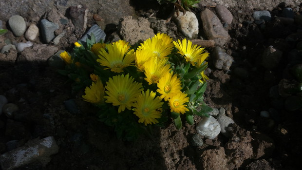 Słonecznica wysokogórska