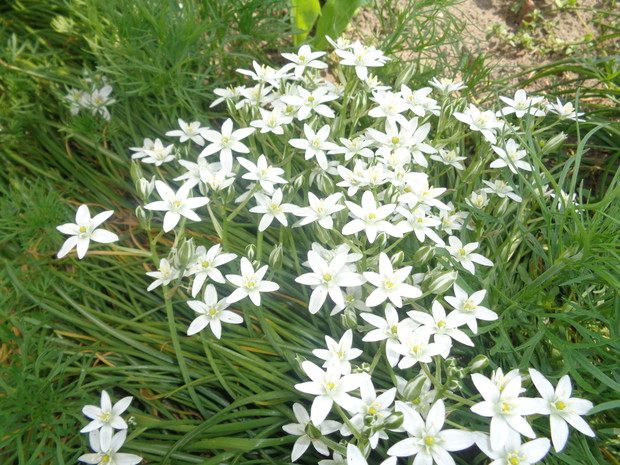 Śniedek baldaszkowaty.