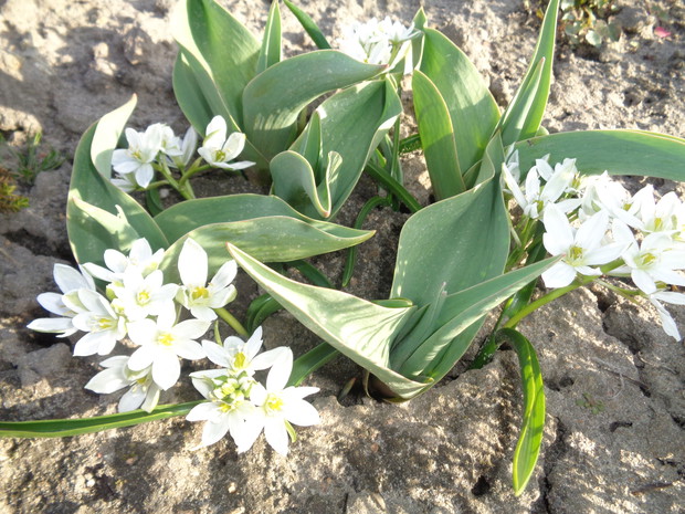 Śnieżnobiałe śniadki.