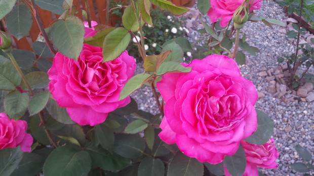 Średnica kwiatów tej róży dochodzi do 20cm.