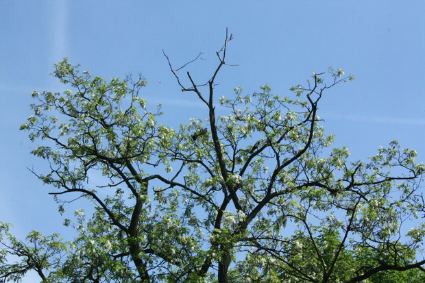 Sroka i synogarlica jedzą kwiaty akacji