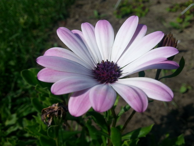 Stokrotka afrykańska