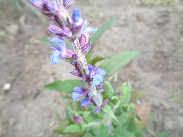 Szałwia omszona.