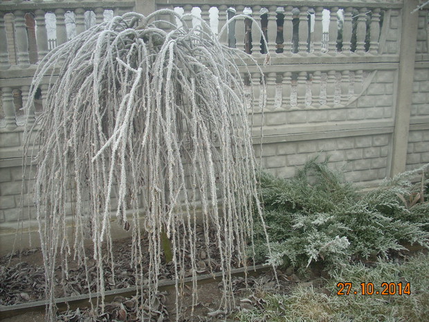 Szczepiona wierzba założyła przepiękne białe korale.