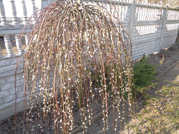 Sznury korali na wierzbach.