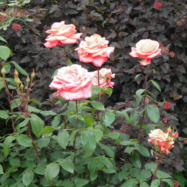 Ta Westerland ma 4 lata.