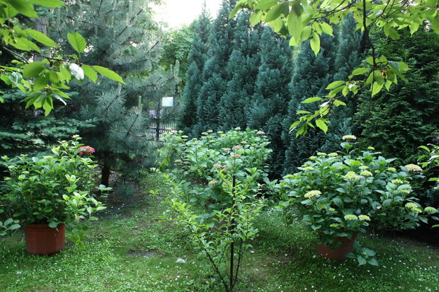 Tak moje hortensje wyglądały tydzień temu