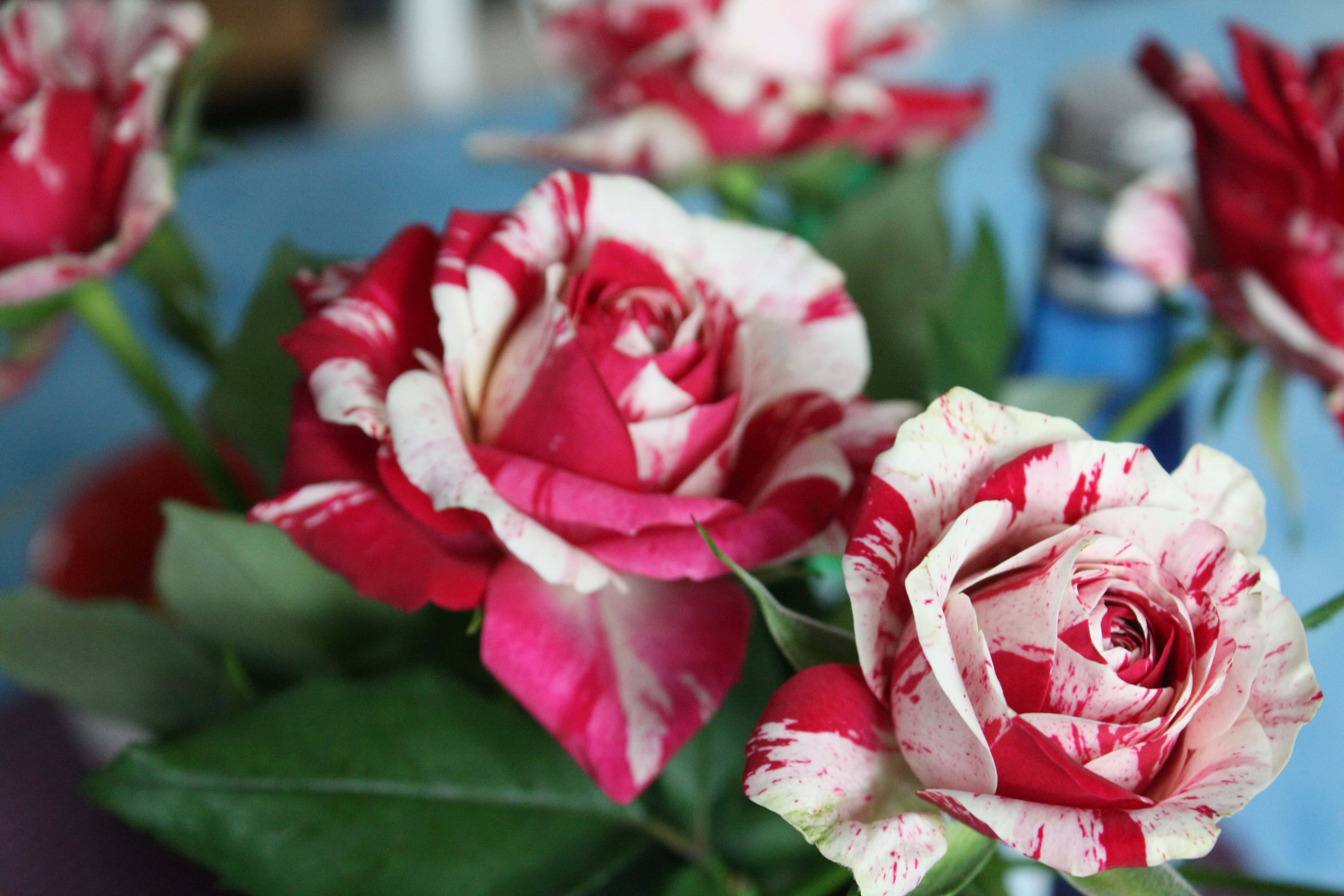 Te piękne róże urosły w moim ogrodzie. Nawet było mi szkoda uciąć kilka sztuk na bukiet :)