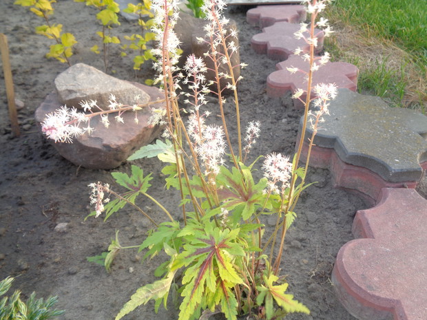 Tiarella sercolistna. 