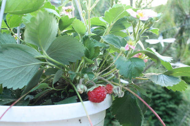 W tym roku kupiłam truskawki. Są słodkie! Chętnie je zrywam, gdy podlewam kwiatki ;)