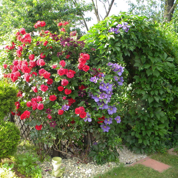 Wejście do altany oplata winobluszcz.