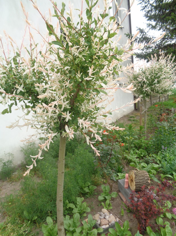 Wierzba całolistna Hakura Nishiki.