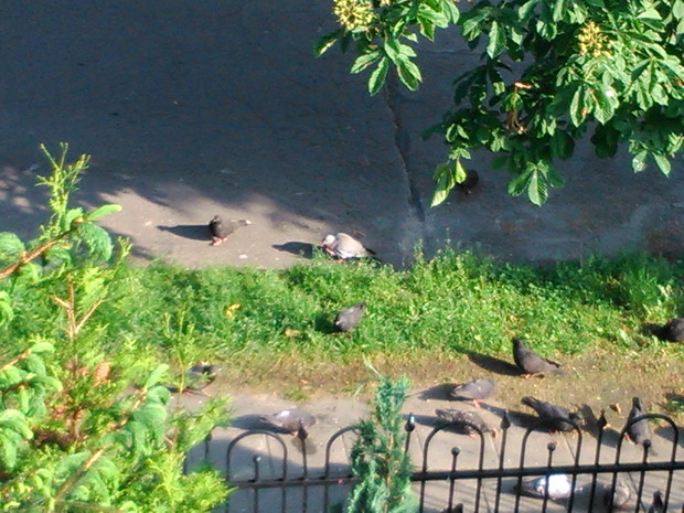 Wśród gości była synogarlica (po prawej za pasem zieleni)