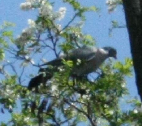 Zaobserwowałam, że synogarlice uwielbiają jeść kwiaty moich akacji