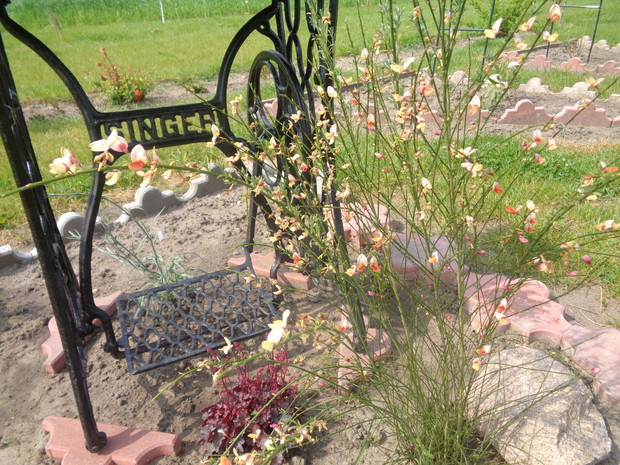 Żarnowiec ( szczodrzeniec).