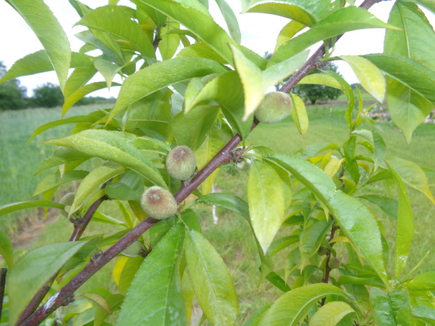 Zawiązki owocowe brzoskwiń.
