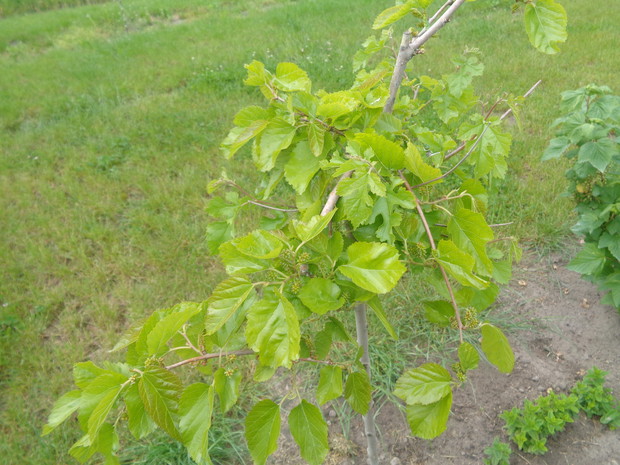 Zawiązki owocowe morwy białej.