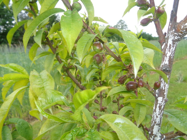 Zawiązki owocowe nektarynek.