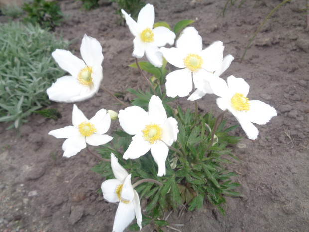 zawilce wielokwiatowe.