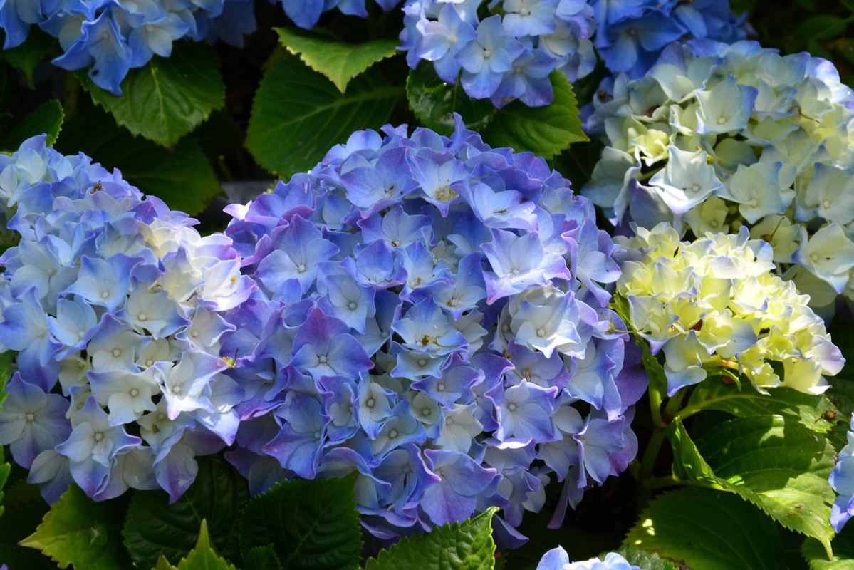 Zdecydowanie najpopularniejsze hortensje to te o niebieskim zabarwieniu kwiatów (zdj.: fotolia.com)