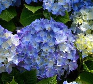 Zdecydowanie najpopularniejsze hortensje to te o niebieskim zabarwieniu kwiatów (zdj.: fotolia.com)