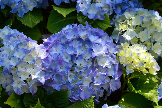 Zdecydowanie najpopularniejsze hortensje to te o niebieskim zabarwieniu kwiatów (zdj.: fotolia.com)