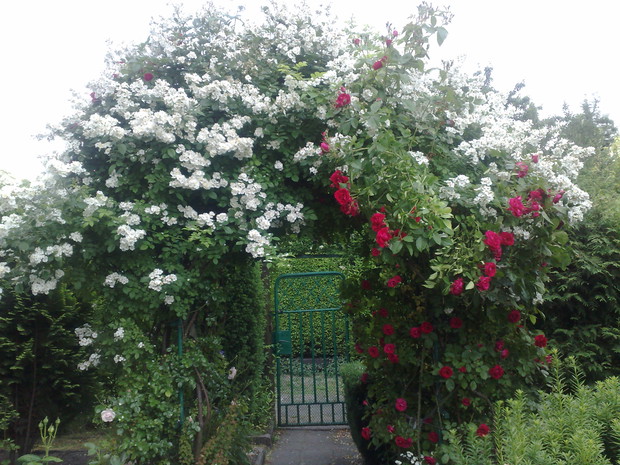 Zdjęcie 10 – Róże pnące 2