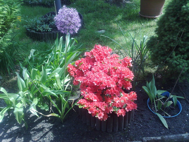 Zdjęcie 2 – Azalia Japońska, Czosnek ozdobny