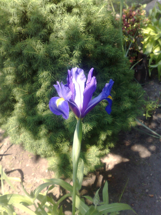 Zdjęcie 3 – Irys holenderski