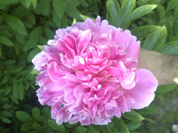 Zdjęcie 5 - Piwonia