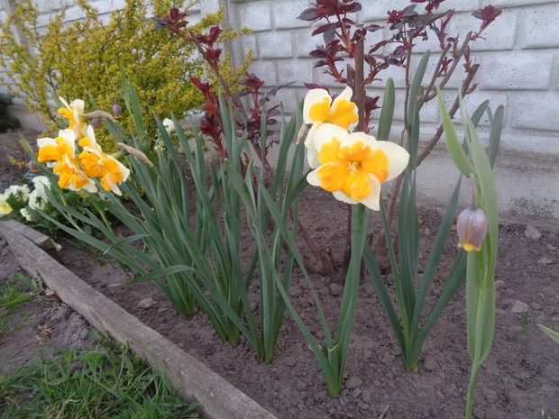 Żonkile rozjaśniały rabatę .