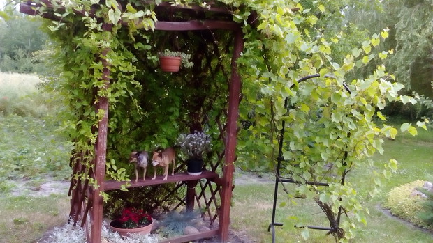 Zwierzęta w ogrodzie :)