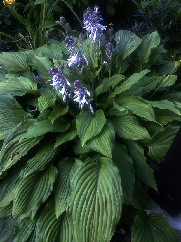 a na przeciwko pięknie kwitnące hosty, ulubiony kwiat męża :)