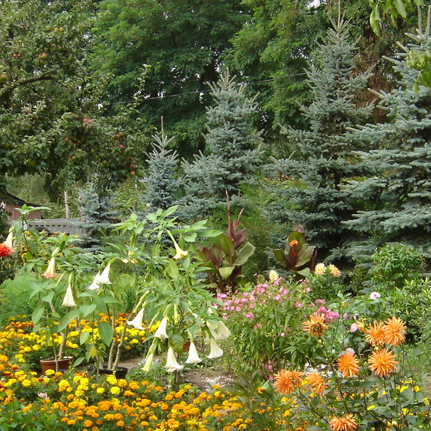 Aromaty lipca i świerkowej gałązki