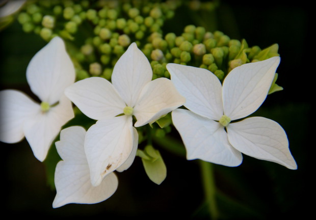 Biale spódniczki hortensji ;)