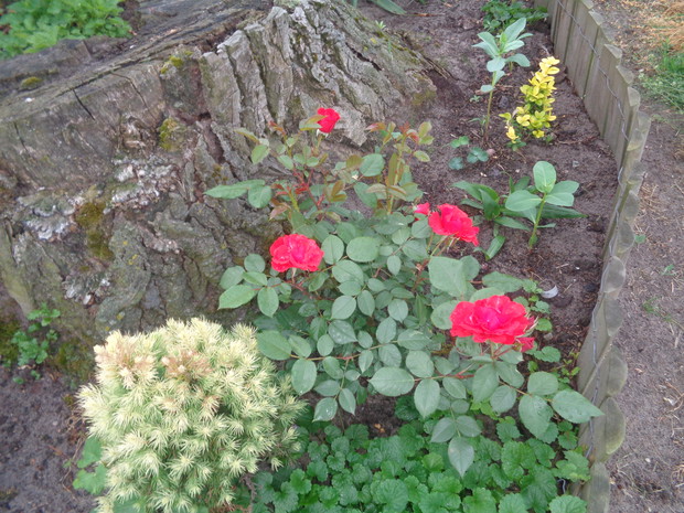 Bluszczyk pięknie zadarnia. 