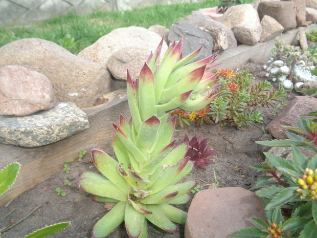 Brązowo - zielone kolory.