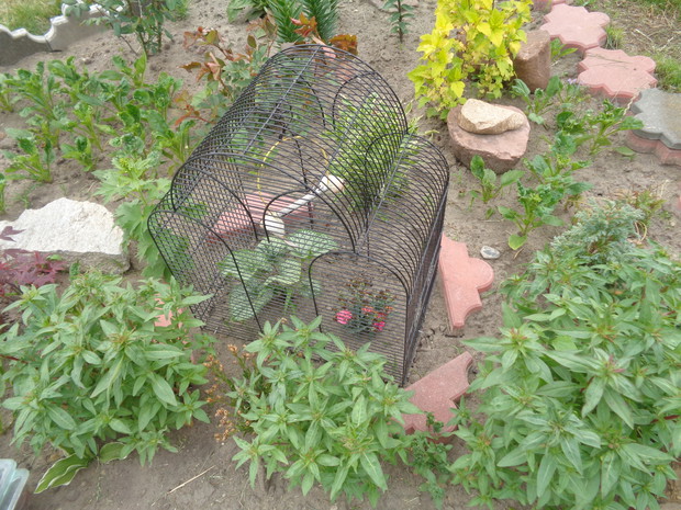 Brunnera wielkolistna została zamknięta w klatce po ptakach . 